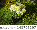 White hydrangea flowers bloom in a summer yard among lush green foliage. The garden scene. 143706197