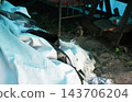 An old metal bed with a wire mesh frame and curved headboards stands among discarded items in an outbuilding. 143706204