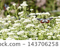 一隻栗虎蝶飛過一片澤蘭花田。 143706258