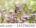 一隻栗虎蝶飛過一片澤蘭花田。 143706260