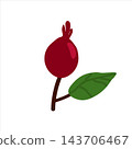 Rose hip botanical illustration featuring delicate branches, vibrant red berries, and natural foliage. Perfect for seamless patterns, fabric prints, wallpaper, wrapping paper, stationery, packaging, a 143706467