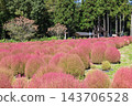 群馬縣水上町伊賀野花園的地膚樹變紅了 143706528