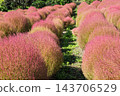 群馬縣水上町伊賀野花園的地膚樹變紅了 143706529