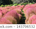 群馬縣水上町伊賀野花園的地膚樹變紅了 143706532