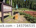 群馬縣水上町伊賀野花園的地膚樹變紅了 143706535