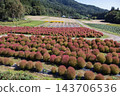 群馬縣水上町伊賀野花園的地膚樹變紅了 143706536