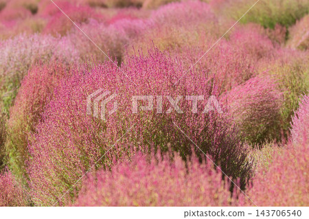 群馬縣水上町伊賀野花園的地膚樹變紅了 群馬縣水上町伊賀野花園的地膚樹變紅了 143706540