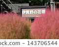群馬縣水上町伊賀野花園的地膚樹變紅了 143706544