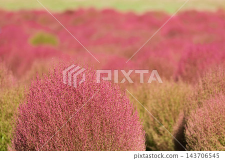 群馬縣水上町伊賀野花園的地膚樹變紅了 群馬縣水上町伊賀野花園的地膚樹變紅了 143706545
