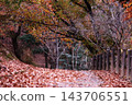 Road of fallen leaves 143706551