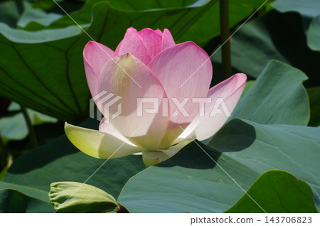 淡粉紅色蓮花 淡粉紅色蓮花 143706823