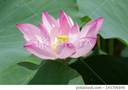 淡粉紅色蓮花 淡粉紅色蓮花 143706840