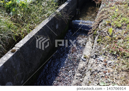 水流經農業灌溉渠道。混凝土渠道兩側綠草茵茵。 水流經農業灌溉渠道。混凝土渠道兩側綠草茵茵。 143706914