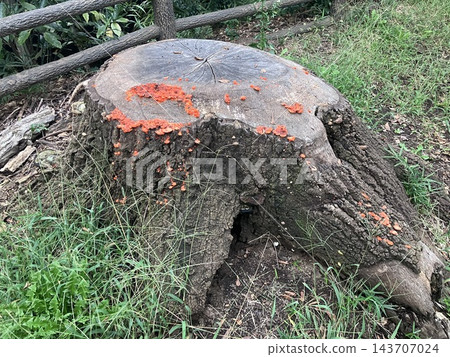 樹樁上生長的吊蘭屬蘑菇 樹樁上生長的吊蘭屬蘑菇 143707024