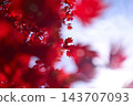 明亮的楓樹 143707093