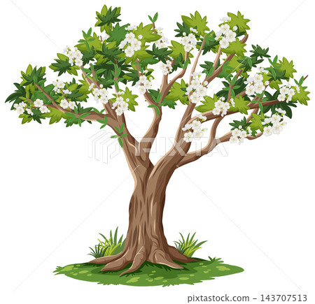 Blooming Cherry Tree Vector Illustration on White Background Blooming Cherry Tree Vector Illustration on White Background 143707513