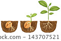 Stages of Cherry Tree Seed Germination and Plant Growth Vector Illustration 143707521