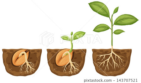 Stages of Cherry Tree Seed Germination and Plant Growth Vector Illustration 143707521