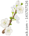 Blooming White Cherry Blossom Branch Vector Illustration Isolated on White 143707526