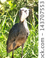 Shoebill in the grassland 143707553