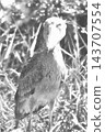 Shoebill in the grassland 143707554