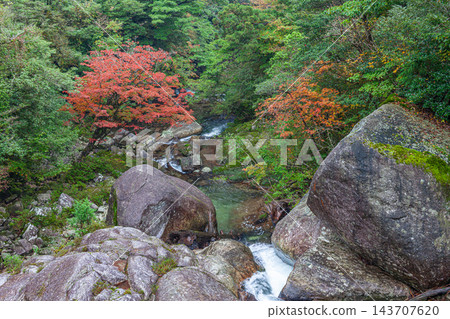 屋久島白谷雲水峽的秋天:峽谷被秋天的色彩點亮。 屋久島白谷雲水峽的秋天:峽谷被秋天的色彩點亮。 143707620