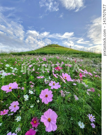 波斯菊和港北新城/川和富士 波斯菊和港北新城/川和富士 143707677