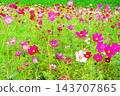 A view of a cosmos flowerbed at the Urban Agricultural Park (Adachi Ward, Tokyo) (photographed in 2026). 143707865