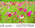 A view of a cosmos flowerbed at the Urban Agricultural Park (Adachi Ward, Tokyo) (photographed in 2026). 143707866