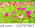A view of a cosmos flowerbed at the Urban Agricultural Park (Adachi Ward, Tokyo) (photographed in 2026). 143707867
