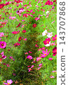 A view of a cosmos flowerbed at the Urban Agricultural Park (Adachi Ward, Tokyo) (photographed in 2026). 143707868