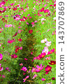 A view of a cosmos flowerbed at the Urban Agricultural Park (Adachi Ward, Tokyo) (photographed in 2026). 143707869