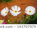 A view of a cosmos flowerbed at the Urban Agricultural Park (Adachi Ward, Tokyo) (photographed in 2026). 143707870