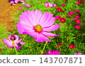 A view of a cosmos flowerbed at the Urban Agricultural Park (Adachi Ward, Tokyo) (photographed in 2026). 143707871