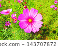 A view of a cosmos flowerbed at the Urban Agricultural Park (Adachi Ward, Tokyo) (photographed in 2026). 143707872
