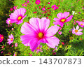 A view of a cosmos flowerbed at the Urban Agricultural Park (Adachi Ward, Tokyo) (photographed in 2026). 143707873