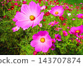 A view of a cosmos flowerbed at the Urban Agricultural Park (Adachi Ward, Tokyo) (photographed in 2026). 143707874