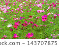 A view of a cosmos flowerbed at the Urban Agricultural Park (Adachi Ward, Tokyo) (photographed in 2026). 143707875