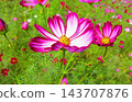 A view of a cosmos flowerbed at the Urban Agricultural Park (Adachi Ward, Tokyo) (photographed in 2026). 143707876