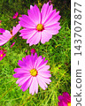 A view of a cosmos flowerbed at the Urban Agricultural Park (Adachi Ward, Tokyo) (photographed in 2026). 143707877