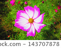 A view of a cosmos flowerbed at the Urban Agricultural Park (Adachi Ward, Tokyo) (photographed in 2026). 143707878