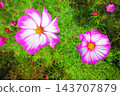 A view of a cosmos flowerbed at the Urban Agricultural Park (Adachi Ward, Tokyo) (photographed in 2026). 143707879