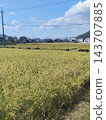 Harvesting near rice field 143707885