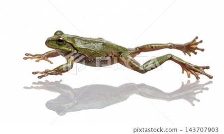 Green frog leaping with reflection on white background 143707903