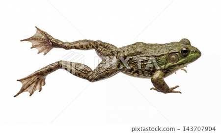 Green frog swimming with extended webbed feet on white 143707904