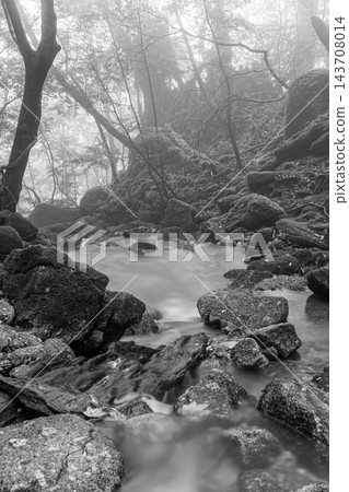 屋久島白谷雲水峽的秋天:神靈棲息的峽谷 屋久島白谷雲水峽的秋天:神靈棲息的峽谷 143708014