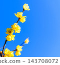 黃色的蠟梅花在藍天的襯托下閃閃發光 143708072