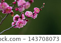 粉紅色的梅花在綠色的木瓜樹叢中盛開 143708073