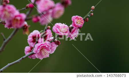 粉紅色的梅花在綠色的木瓜樹叢中盛開 粉紅色的梅花在綠色的木瓜樹叢中盛開 143708073