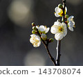 逆光下，白色的梅花和花苞晶瑩剔透。 143708074